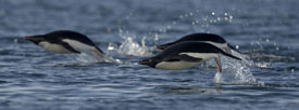 gentoo leaping